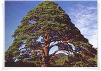 2010-07-30 15;06;00.jpg